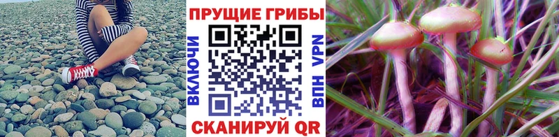 Псилоцибиновые грибы GOLDEN TEACHER  Оренбург 